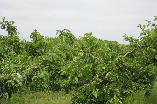 Chestnut tree