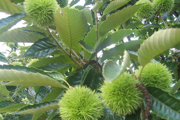 Chestnut tree